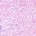 Lavender Luv'r