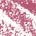 Pink Chiffon