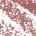 Taffeta Blush