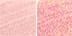 Bubble Bath - Pink Champagne
